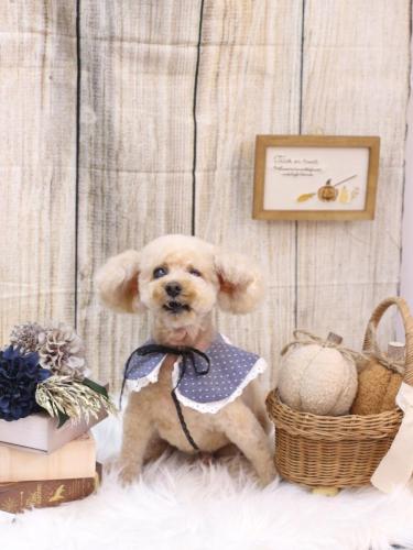 20241003クッキーくん